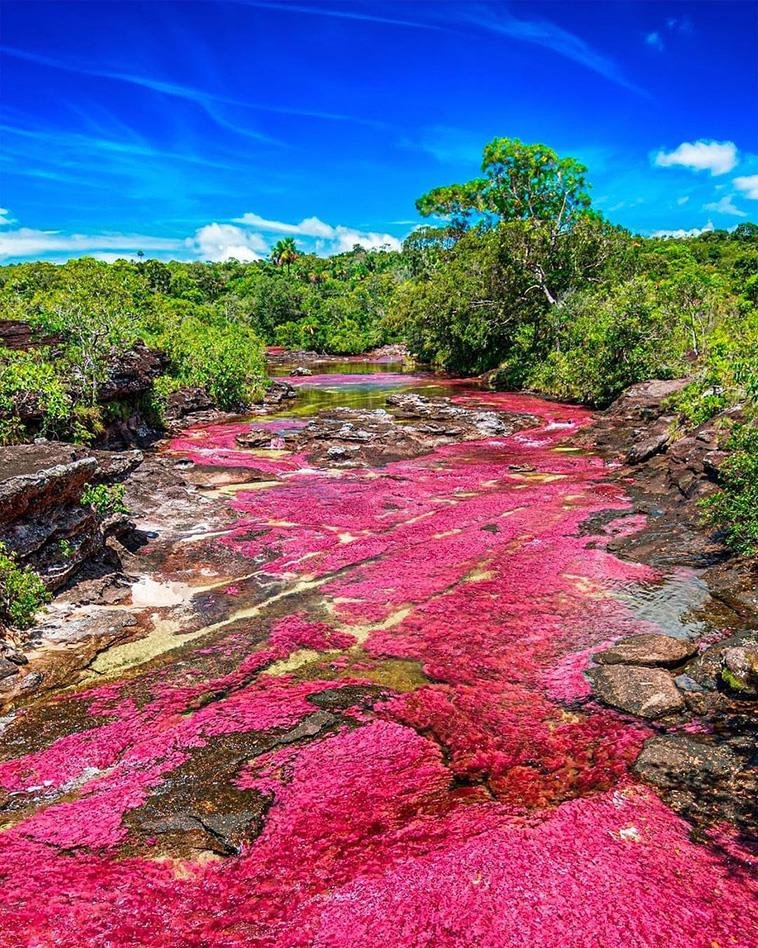 Ποταμός Caño Cristales στην Κολομβία